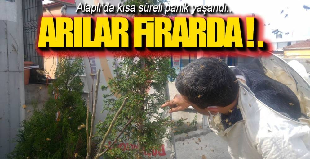 FİRARİ ARILAR !.